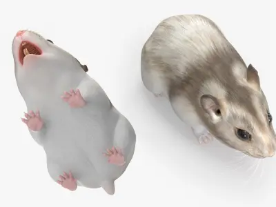  Campbell Dwarf Hamster Brownish Gray Rigged for Maya 