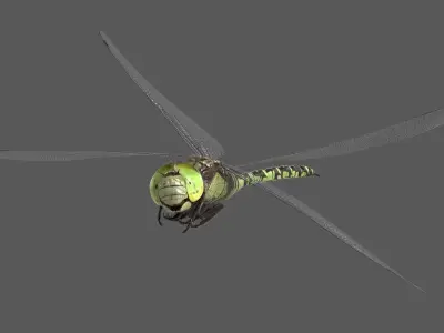  Dragonfly Southern Hawker (Animated) 