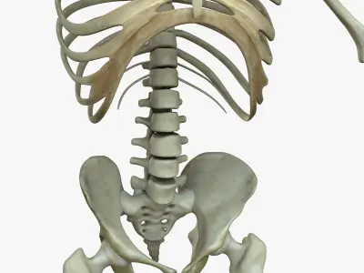 Male Human Skeleton 3D model