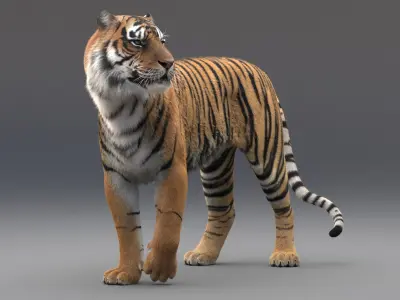  Tiger Rigged Fur 
