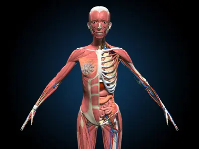  Ultimate Female Anatomy - Advanced Rig 