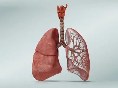  Lungs with bronchial tree 