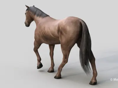  Horse PRO Dark Brown 