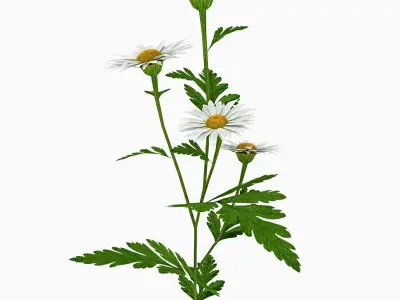 Daisy  Flower Low-poly 3D model