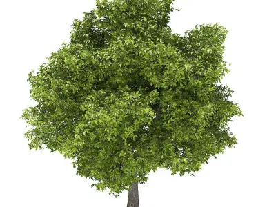 Avocado Tree with Fruits 3D model