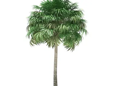 Thatch Palm Tree 3D Model 10m 3D model