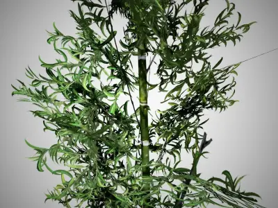 Bamboo plant hanging from ceiling Low-poly 3D model