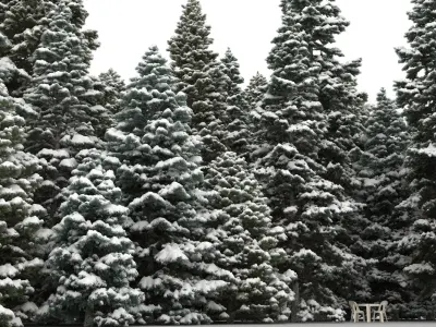  20 Spruce Trees with snow 