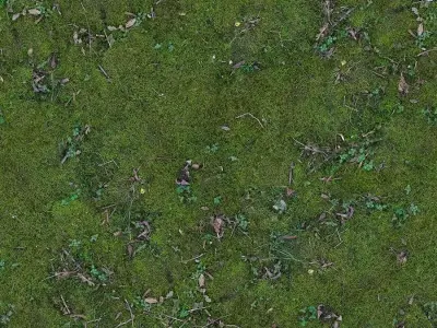 Photorealistic Mossy Ground Seamless PBR Texture  Texture