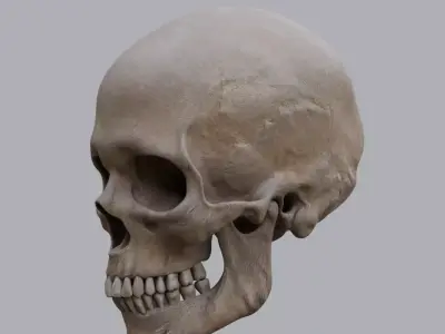 Human Cranium 3D model