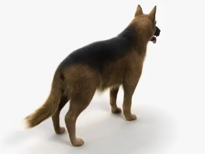  Full German Shepherd Anatomy 