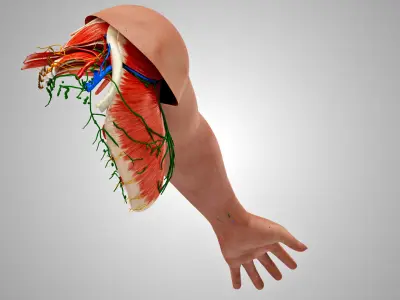 Complete Human Arm Anatomy Low-poly 3D model