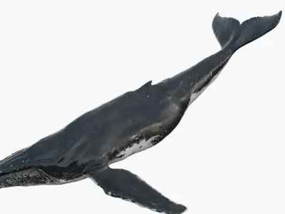  Humpback WhaleRiggedAnimated 