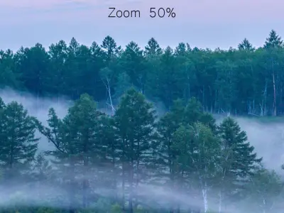 Early morning forest panorama 3D model