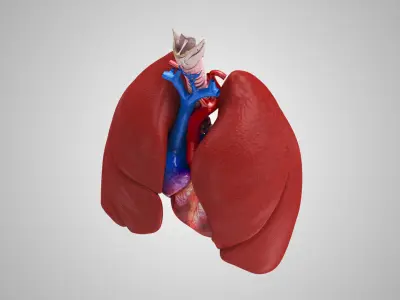Lungs and Heart System  Low-poly 3D model