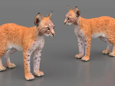 Lynx Cub for 3D Print 