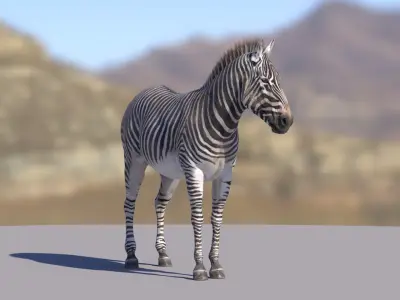  Zebra RIGGED 