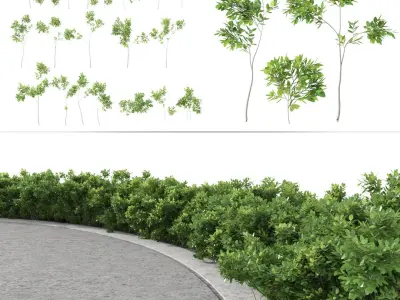  Scatterable Hedges Collection 