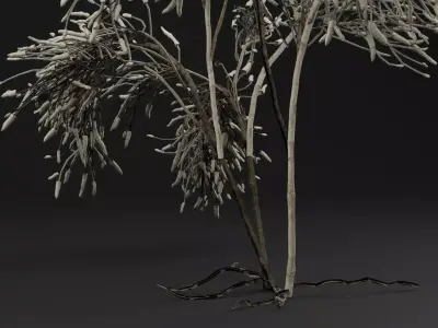 Gossypium Thurberi Plant 3D model