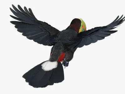  Flying Keel Billed Toucan Fur for Cinema 4D 