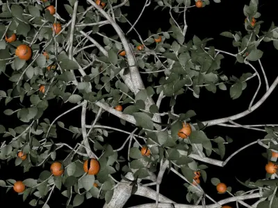 Wood orange 3D model