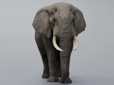  Elephant African Rigged 