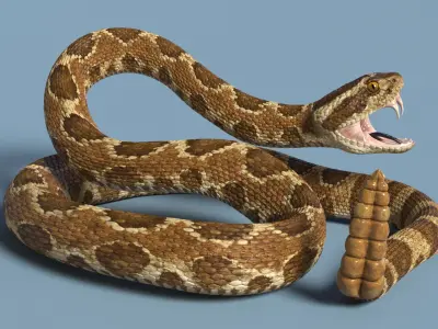  Light Rattlesnake Rigged for Maya 