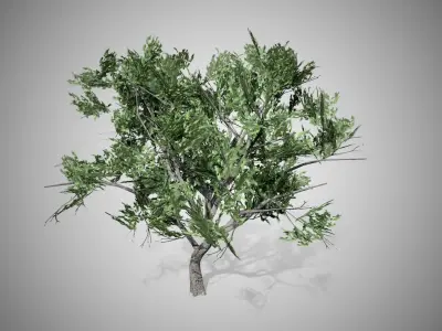 HookThorn Tree Low-poly 3D model