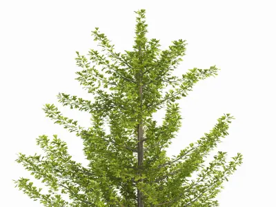 Ginkgo biloba L 3D model