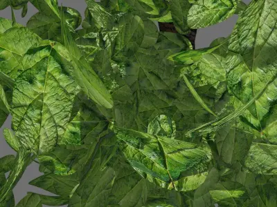 Tree PBR Free Free low-poly 3D model