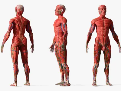  Human Anatomy Male Muscular and Vascular System 