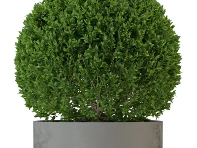 Plants collection 327 3D model