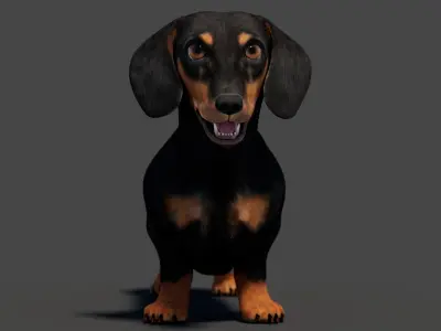  Black Dachshund Dog 