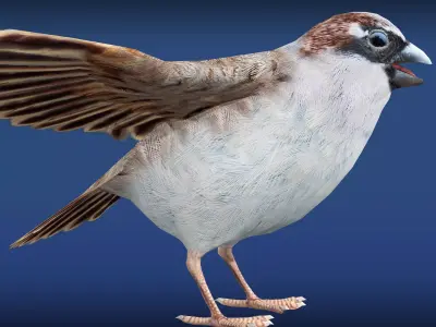 Sparrow Rig Low-poly 3D model