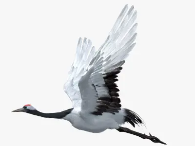  Red-crowned Crane Fur Animated Rigged 3D 