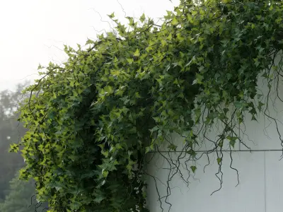 ivy hanging from the wall - outdoor plants set 173  3D model