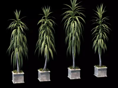 Collection of palm trees in concrete pots - 4 models 3D model
