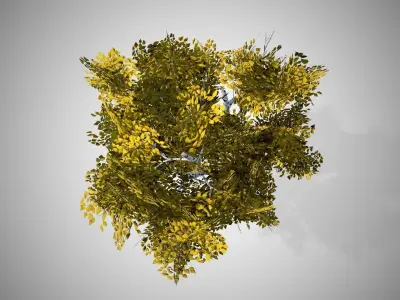 White Birch Fall Tree Low-poly 3D model