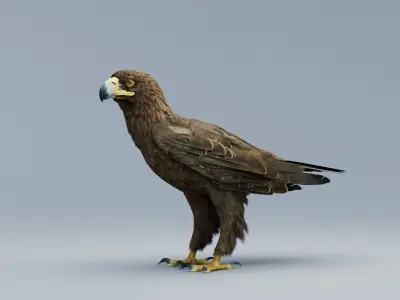  Golden Eagle RIGGED 