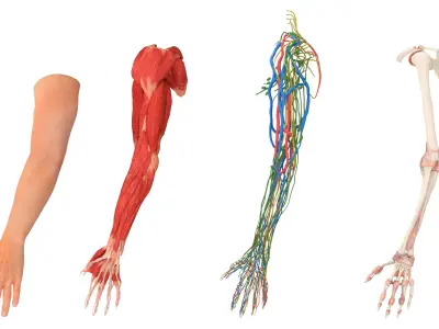  Arm Realistic Male Anatomy 