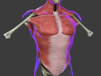 Human Torso Muscle Anatomy Medical Edition 3D model