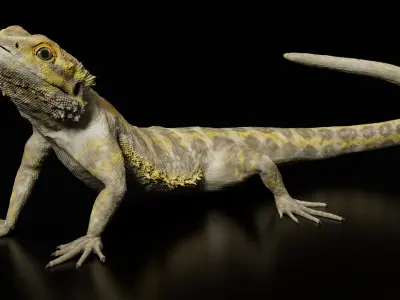  Bearded Dragon Rigged Animated 