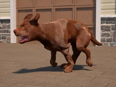  Running Brown Retriever Dog Fur Animated Rigged for Maya 