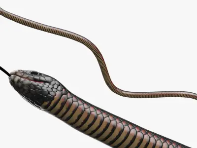  Mexican Black Kingsnake Crawling Animated Rigged For Blender 