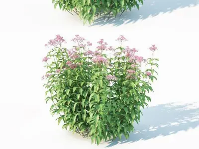 Eupatorium purpureum Nr2 - Three sizes H160-240cm 3D model