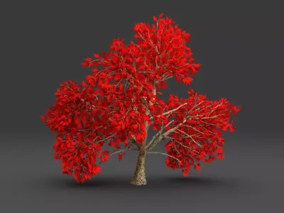 Maple red Tree 3D model