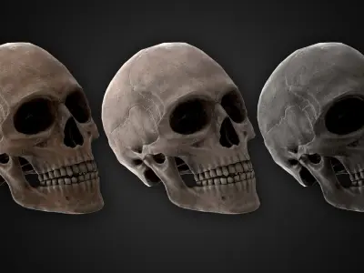 Human Skeletons and Bones Low-poly 3D model