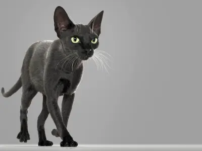  Cat Black Fur Shorthair Animated XGen Core 