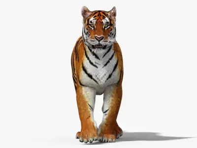  Tiger Model Animated 