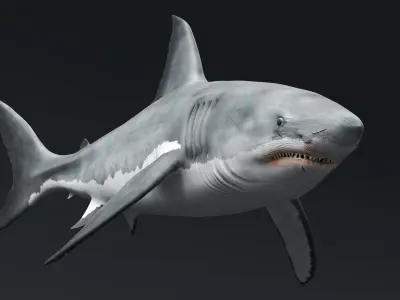  Great White Shark Fast Swim Rigged For Maya Animated 